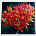 butterflyweed tile 0571.jpg